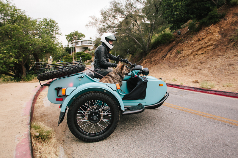 Illustration for article titled Dogs And Sidecars, A Match Made In Motorcycle Heaven